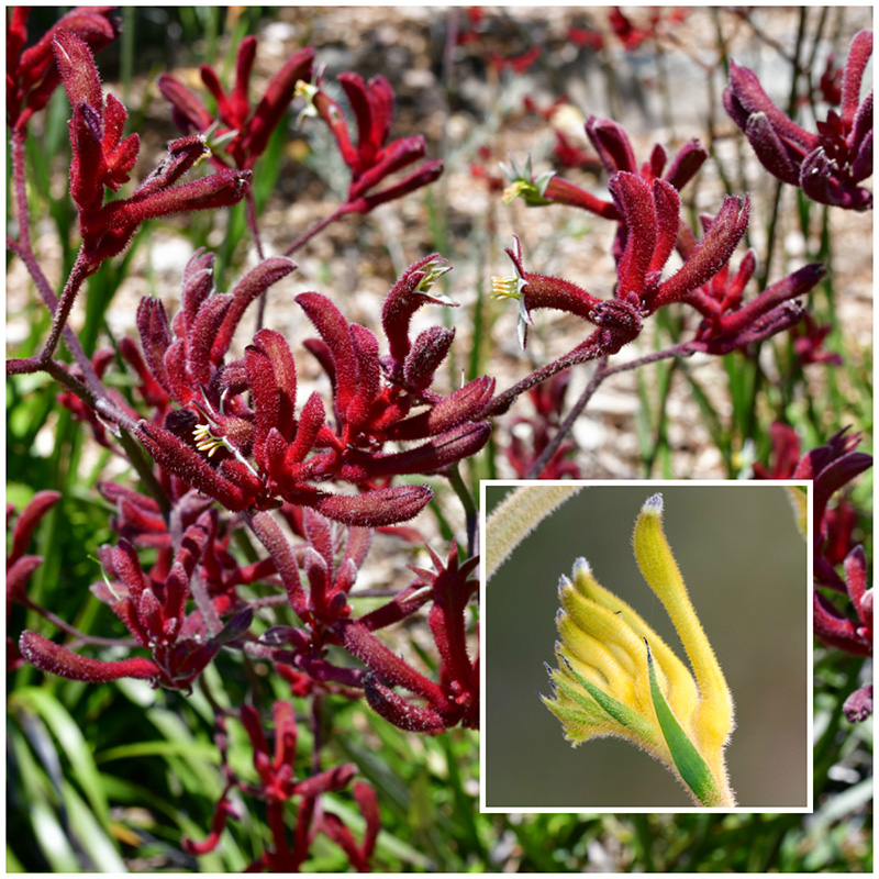 kangaroo paw